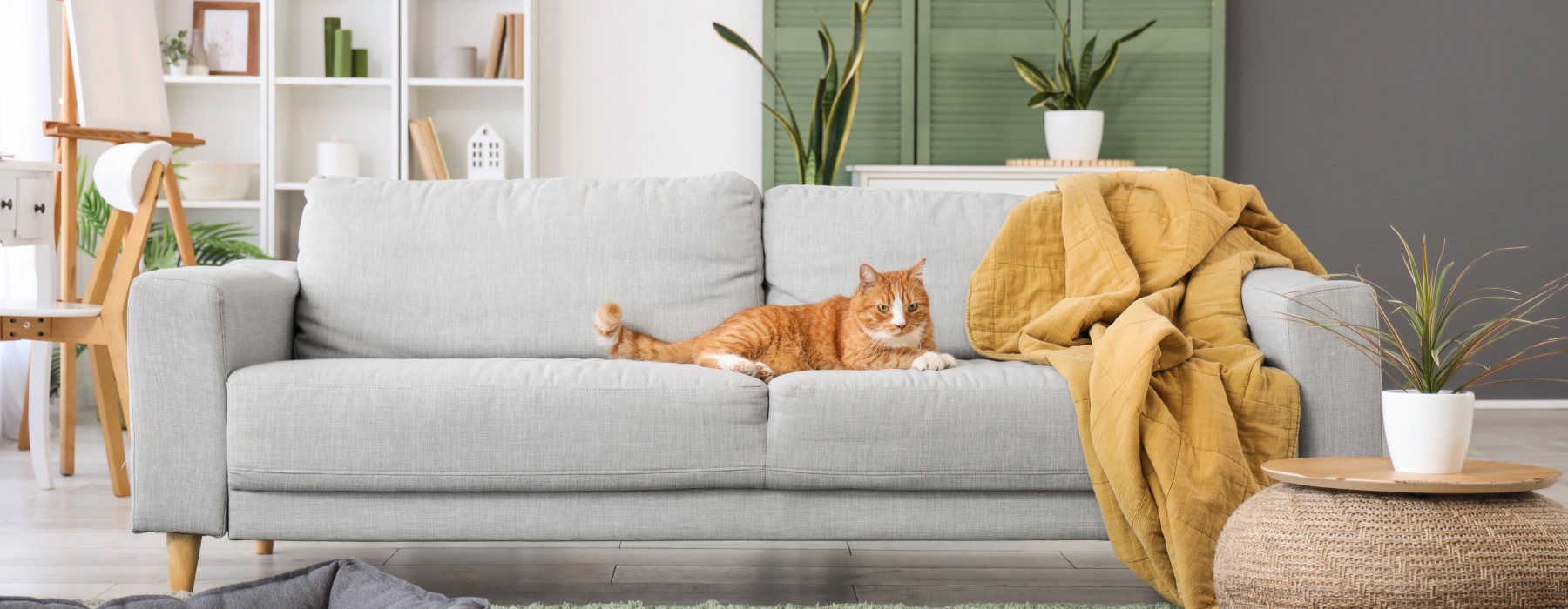 Pet-Friendly Apartments in NC
